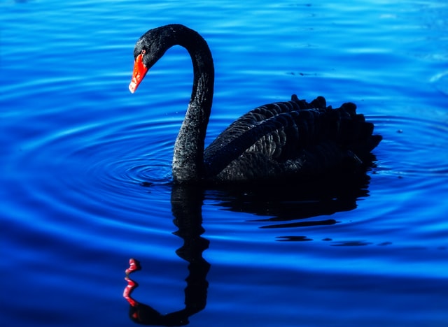 black swan