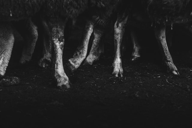 Hoof