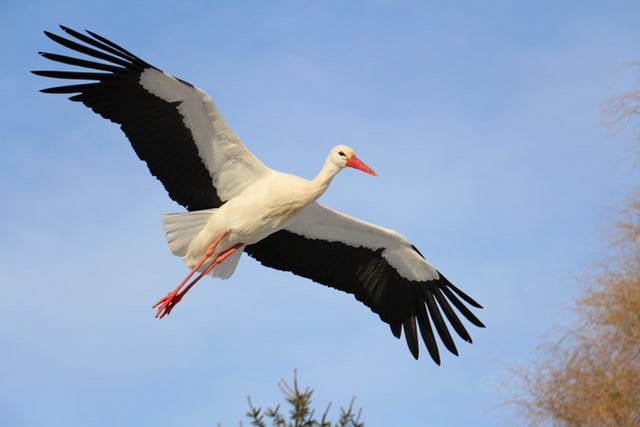 stork